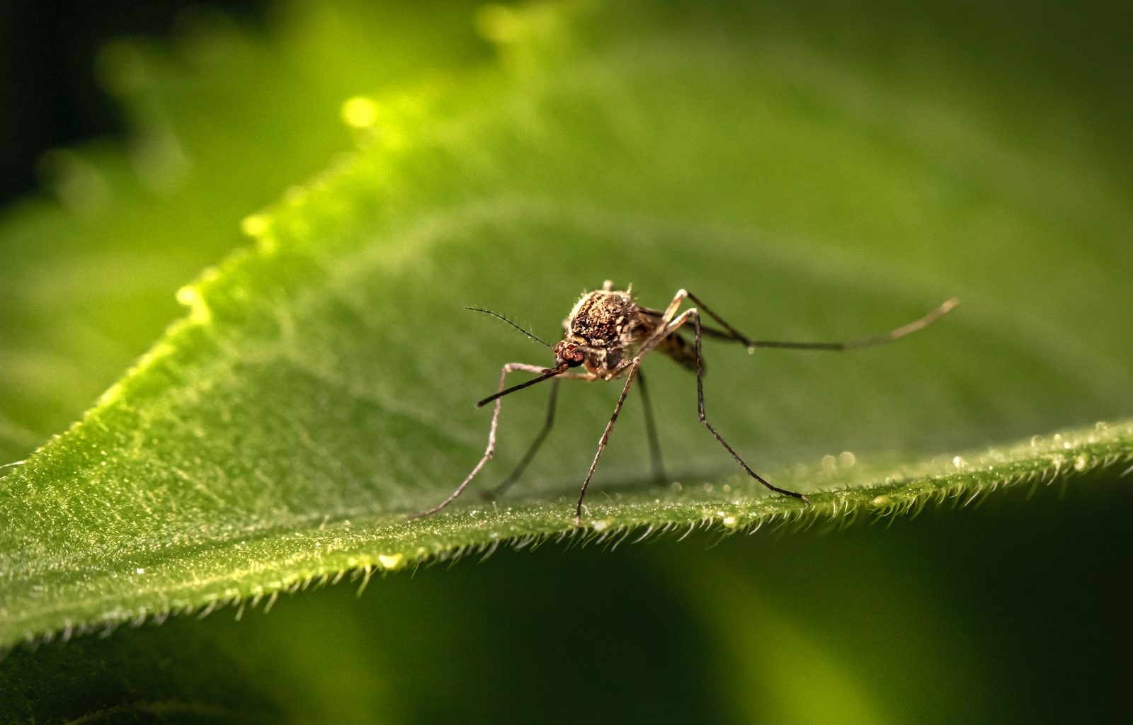 a close up of a mosquito on a leaf