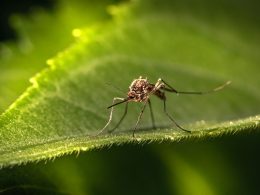 a close up of a mosquito on a leaf