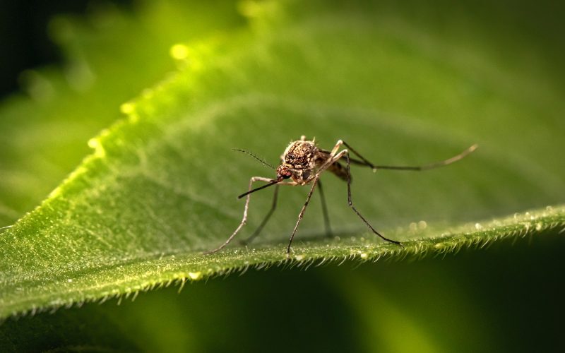 a close up of a mosquito on a leaf