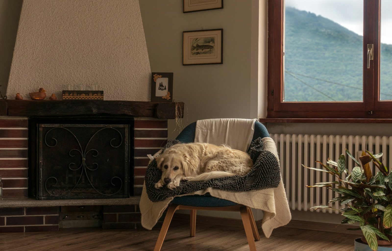 white long coated dog on white and brown wooden armchair