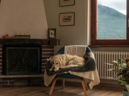 white long coated dog on white and brown wooden armchair