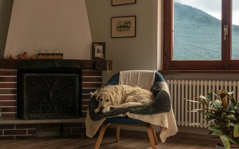 white long coated dog on white and brown wooden armchair