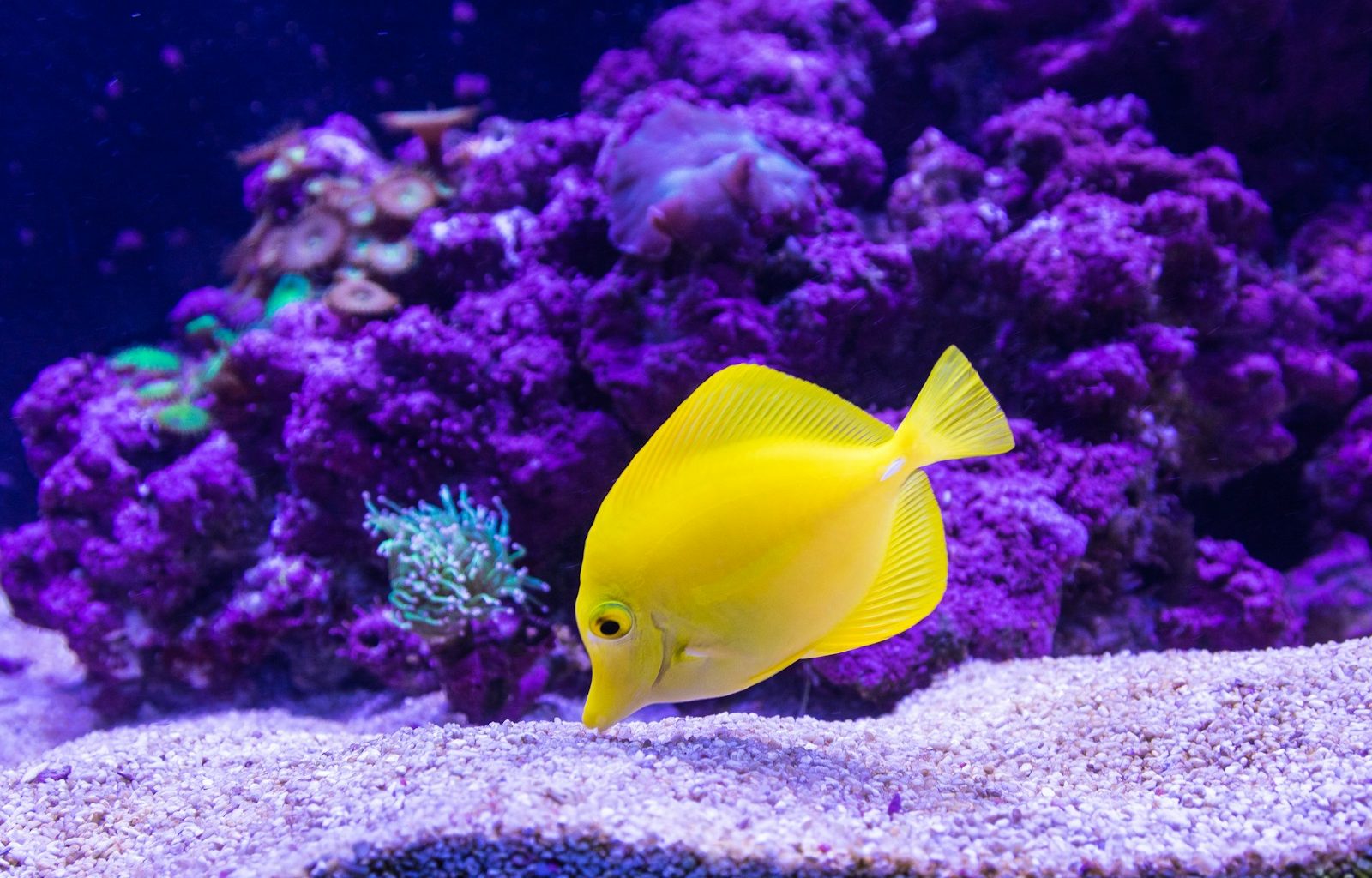 yellow Oscar fish photography