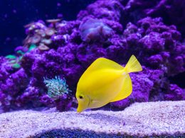yellow Oscar fish photography