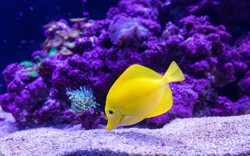 yellow Oscar fish photography