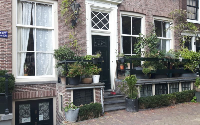green plants on house front